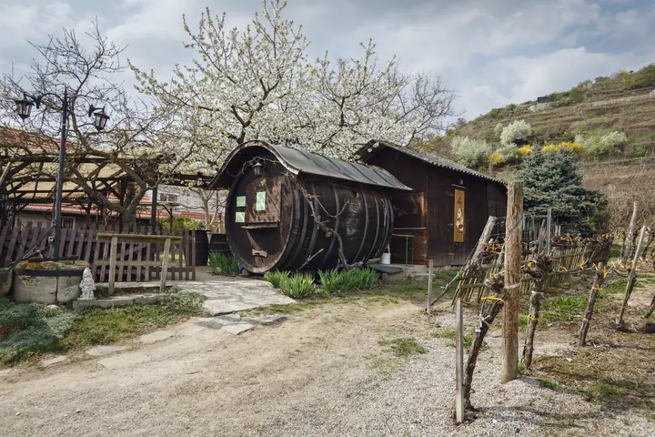 Heuriger hut with a wine barrel in the vineyard in blossom